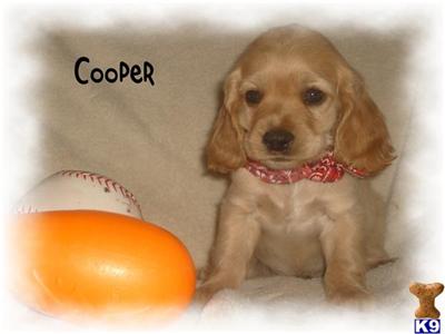 Puppies in CA
