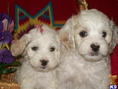 Mixed Breed Puppies in CA