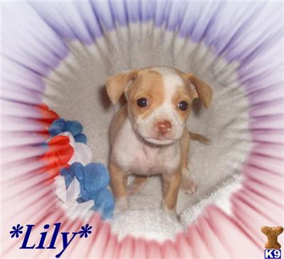 Mixed Breed Puppies in CA