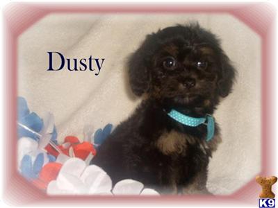 Cockapoos Puppies for Sale