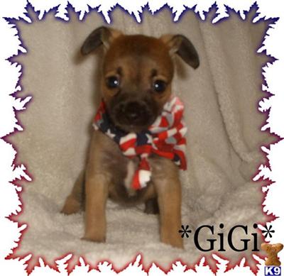 Mixed Breed Puppies in CA