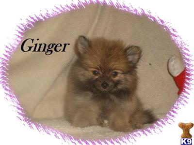 Pomeranian Puppies for Sale