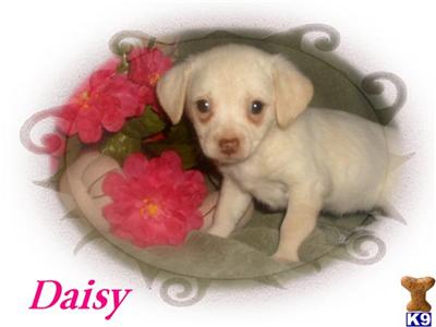 Mixed Breed Puppies in CA