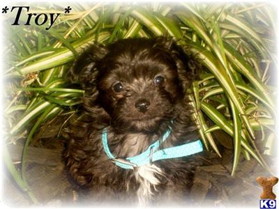 Mixed Breed Puppies in CA