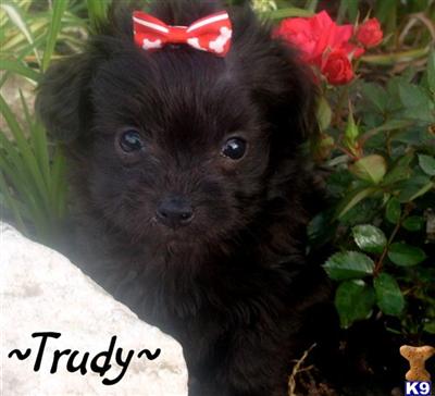 Mixed Breed Puppies in CA