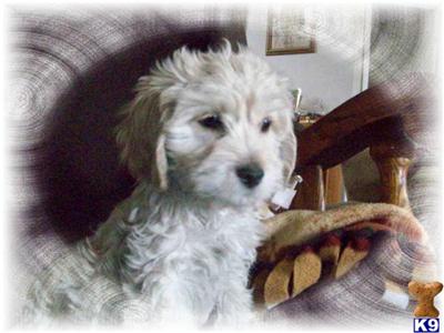 Cockapoos Puppies for Sale