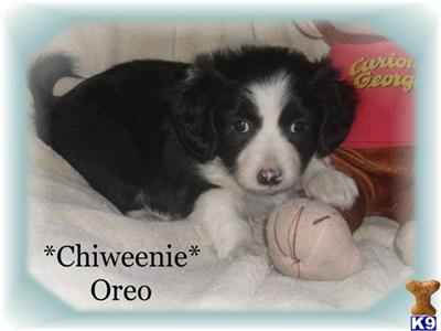 Mixed Breed Puppies for Sale