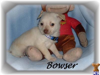 Mixed Breed Puppies for Sale