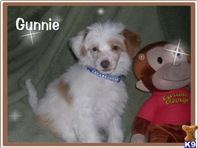 Chinese Crested Puppies for Sale