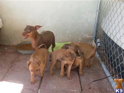 Puppies for Adoption