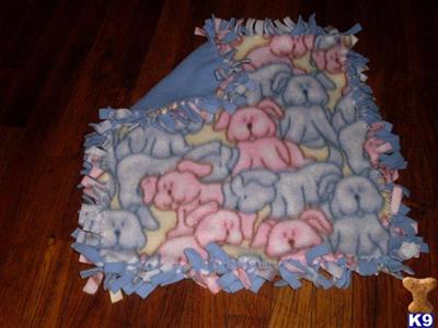 Used Dog Supplies for Sale