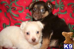 Puppies in BLOOMINGTON