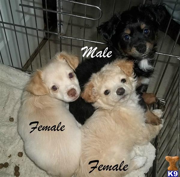 Mixed Breed Puppies