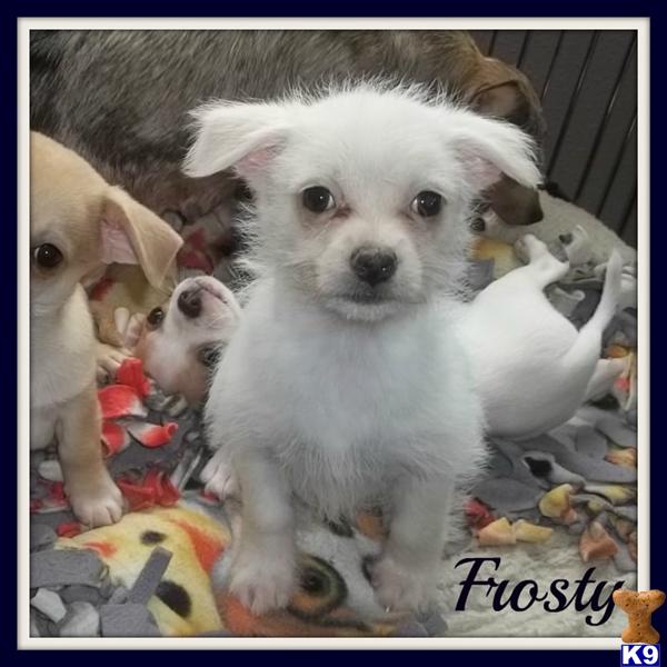 Mixed Breed Puppies