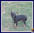 Chihuahua