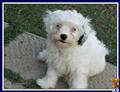 Maltipoo