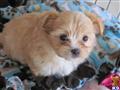Mixed Breed