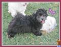 Mixed Breed