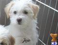 Mixed Breed