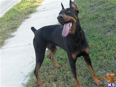 Stud Dogs - Doberman Pinscher