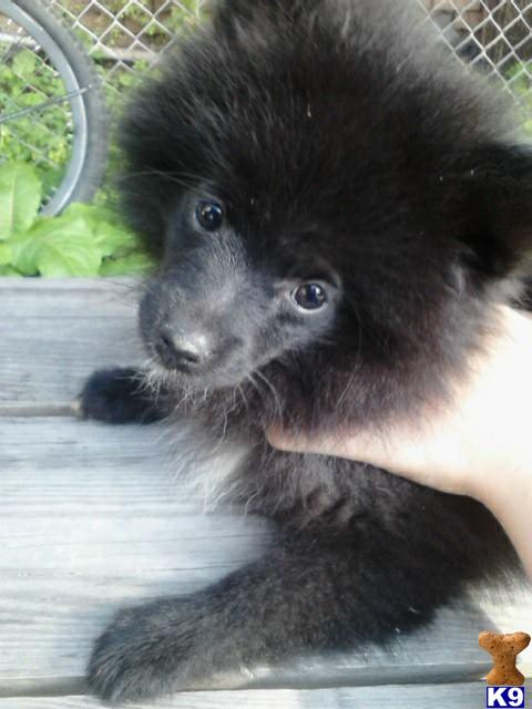 pomeranian puppies nyc document moved pomeranian puppies nyc document moved