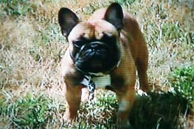Stud Dogs in NJ
