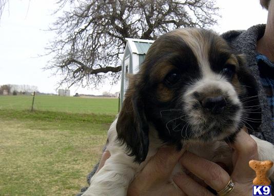 Cocker Spaniel Puppies