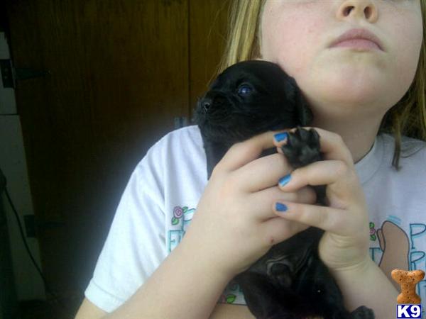 Cocker Spaniel Puppies