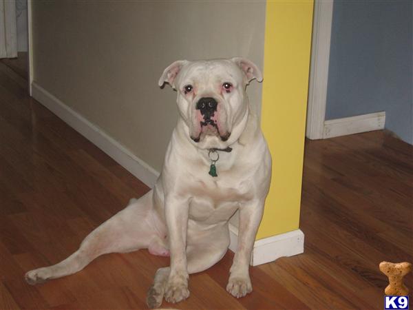 American Bulldog Puppies in PA