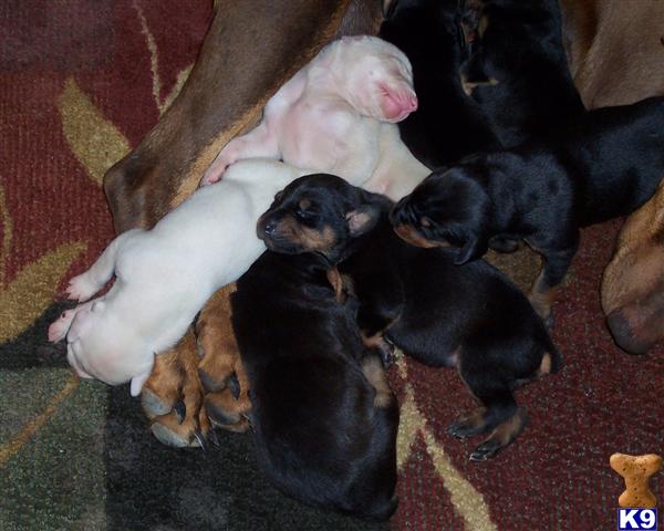 Puppies in Fresno