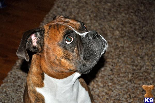 Stud Dogs in VA