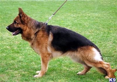 Stud Dogs - German Shepherd