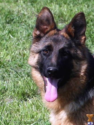 Dogs for Sale in MI