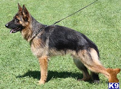 Dogs for Sale in MI