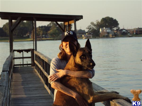 Stud Dogs - Belgian Malinois