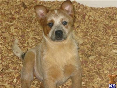 Australian Cattle Dog Puppies for Sale