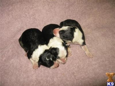 Border Collie Puppies for Sale