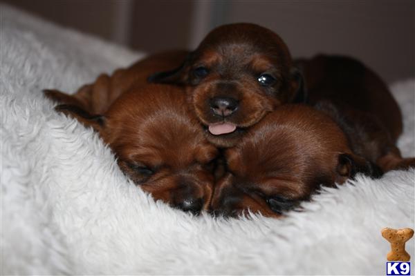 Dachshund Puppies in TX