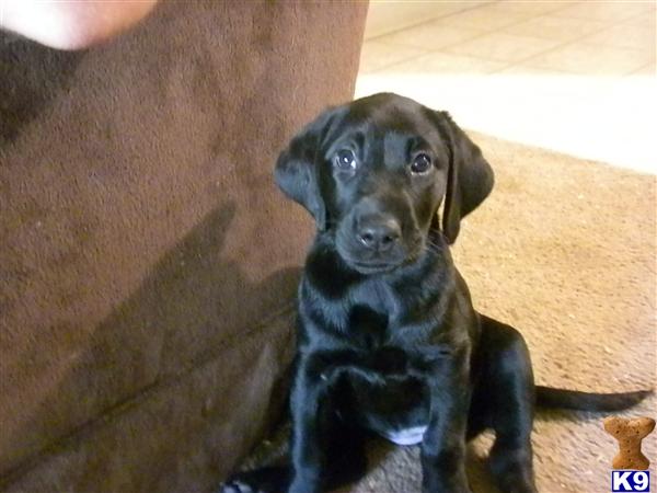 Puppies in Fort collins