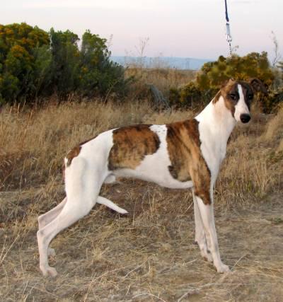 Dogs for Sale in WA