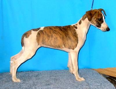 Whippet Puppies for Sale