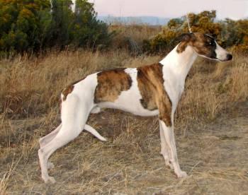 Dogs for Sale in WA