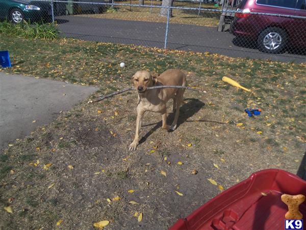 Female Dogs