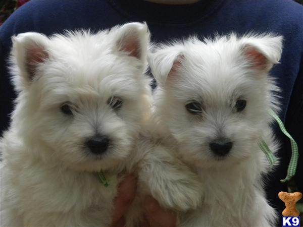 Puppies in Chipley