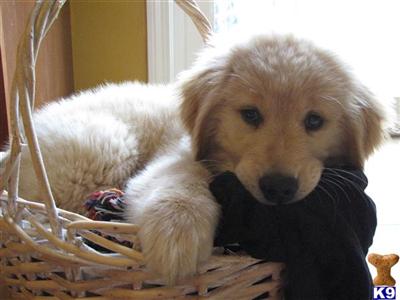 Puppies in NH