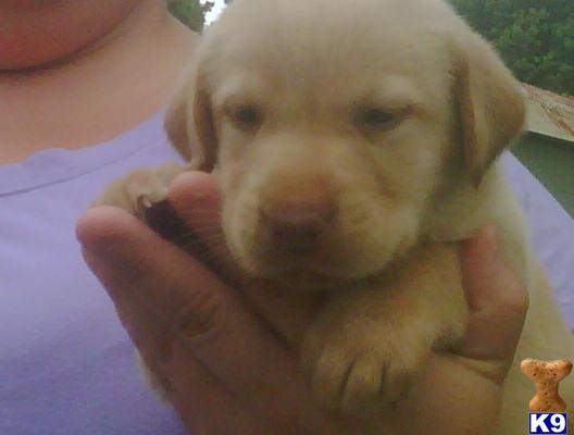Puppies in Corbin