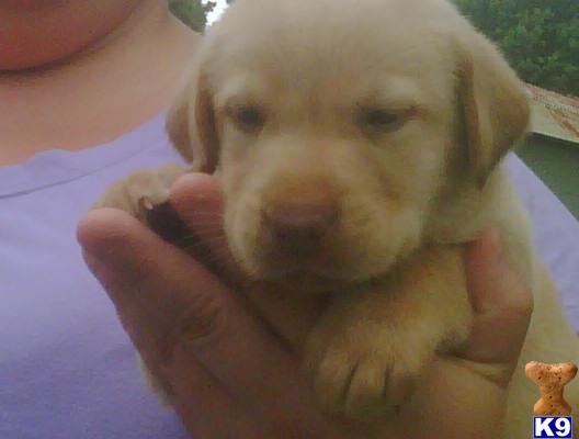 Puppies in Corbin