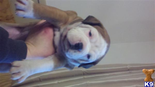 American Bulldog Puppies