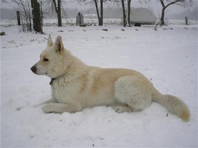 Stud Dogs in MI