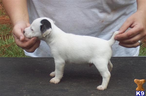 Parson Russell Terrier Puppies